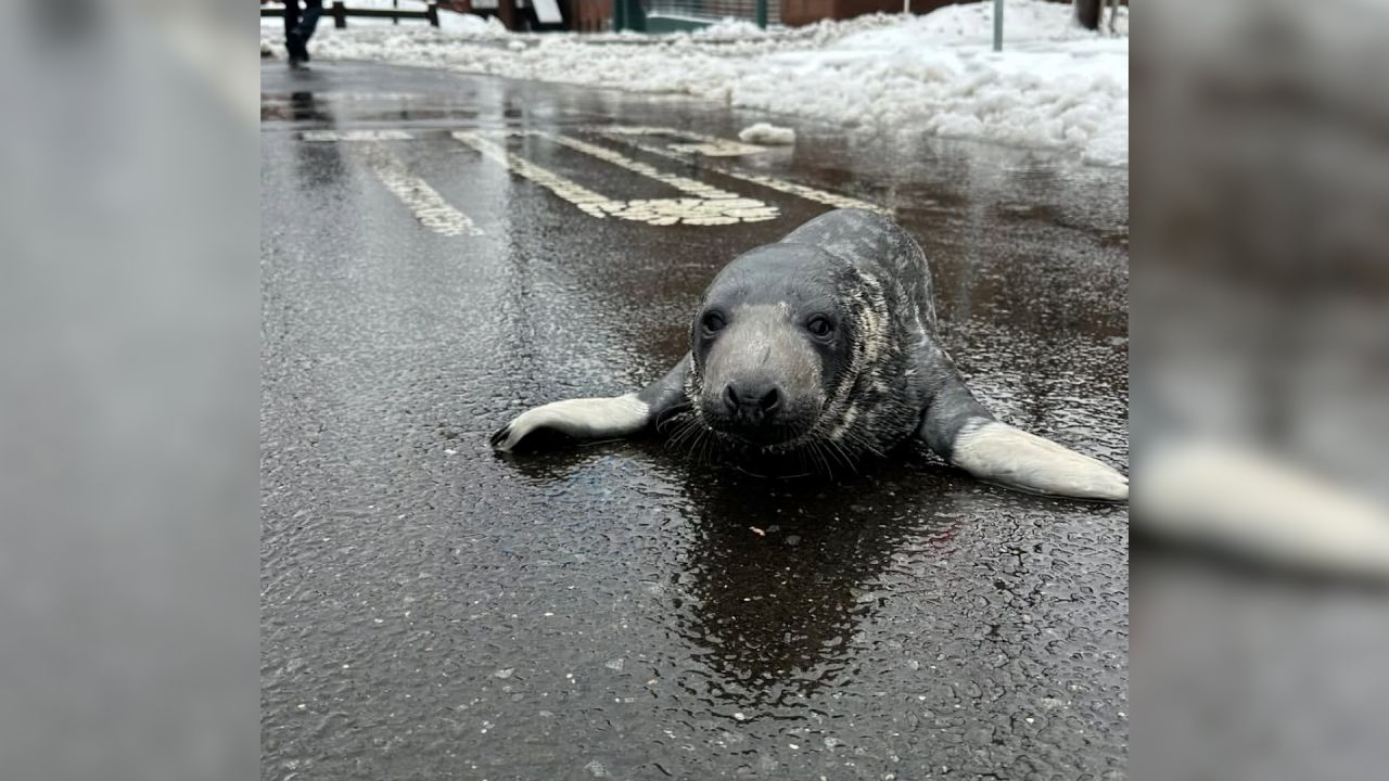 Baby Seal Found Wandering on Chapel Street