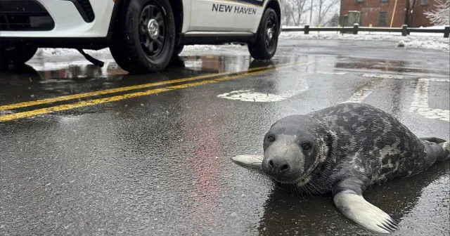Baby seal found wandering on Chapel Street 