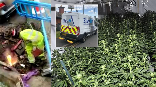 Divert Electricity to Cannabis Farms