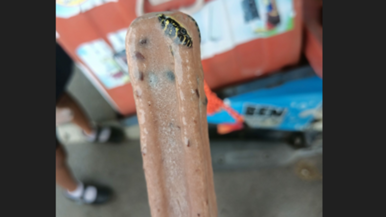 Snake Frozen Inside Ice Cream