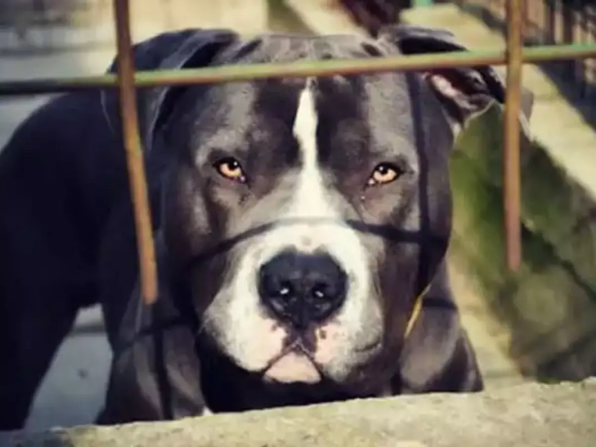 Pit Bulls Maul Massachusetts Cops