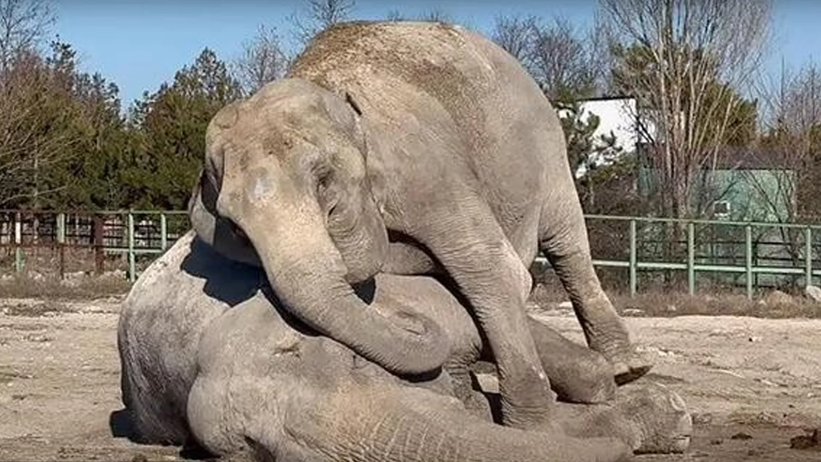 Viral Video of Elephant Mourning