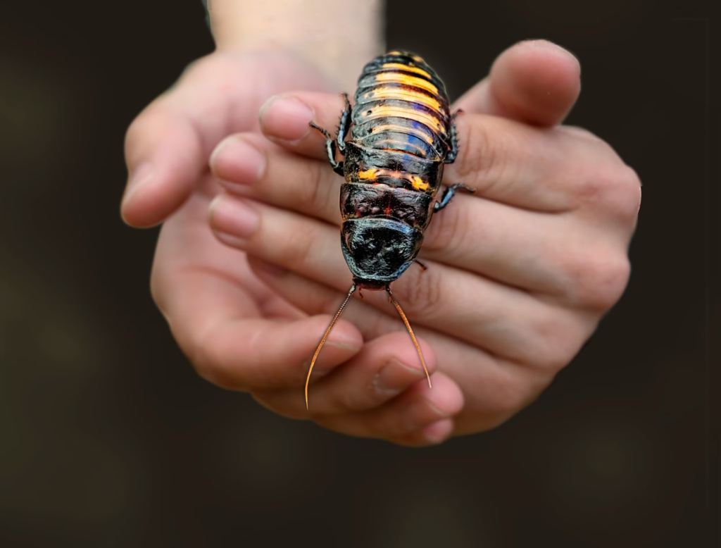 Nail Art With Live Cockroach Stuffed Inside