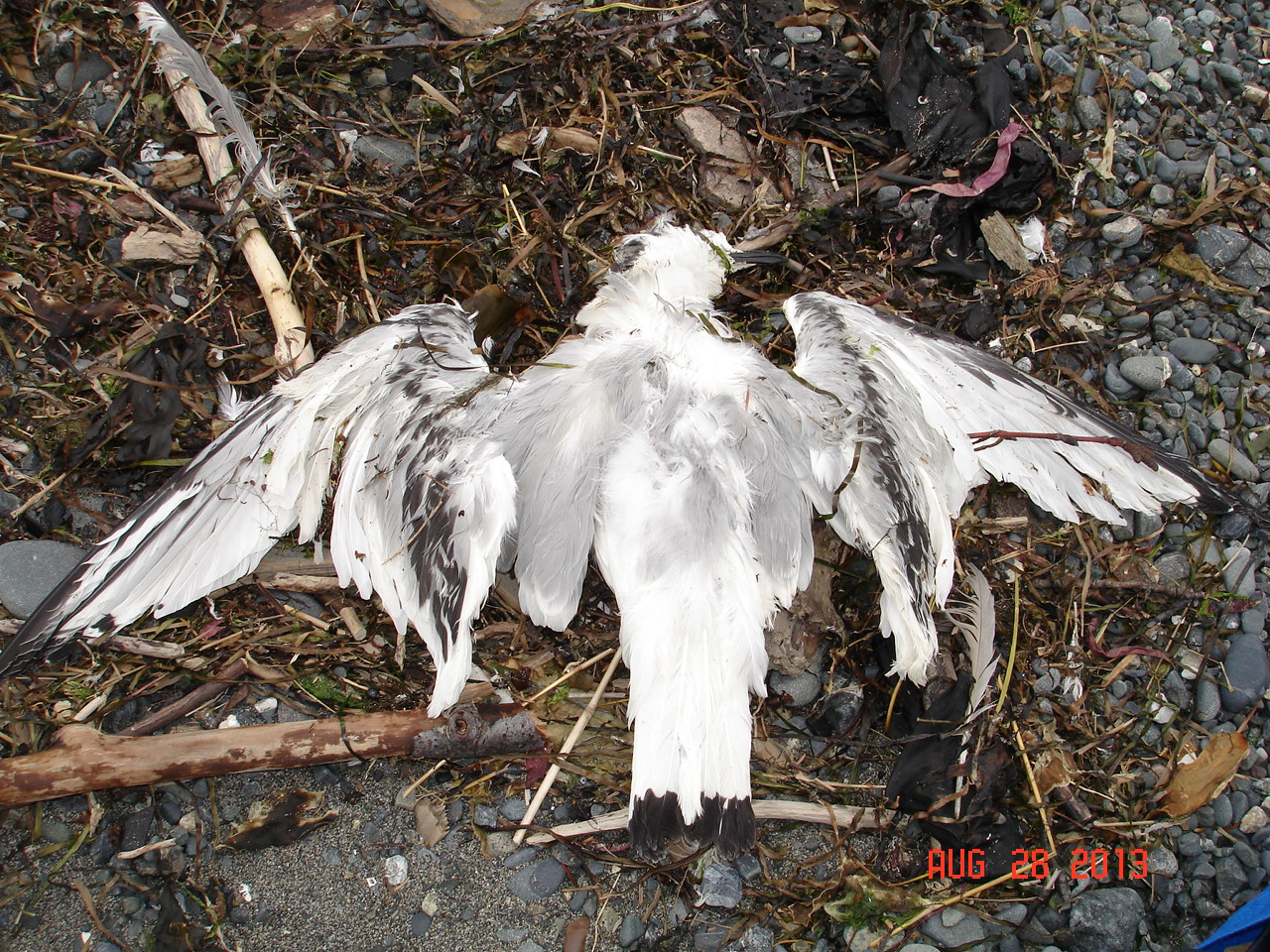 Corellas Seen Mysteriously Falling Out of Trees.