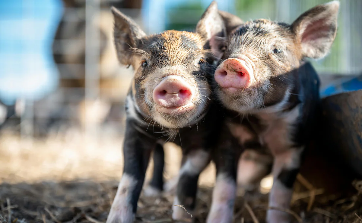 Starve Three Piglets to Death