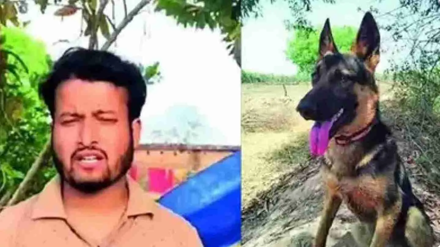 Dog Dies Saving Owner from Tiger