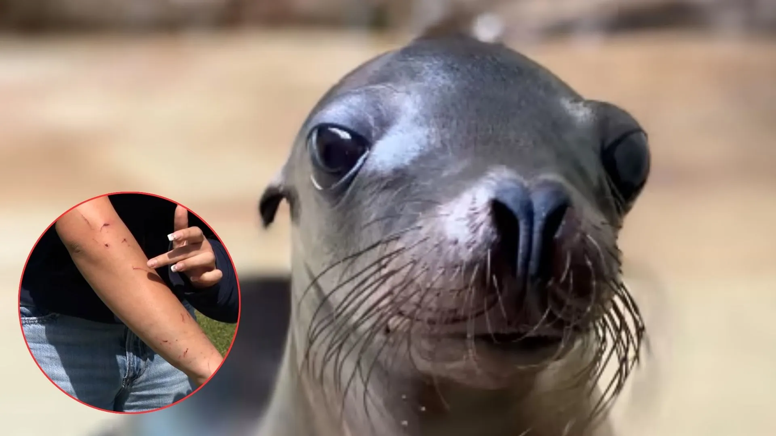 Sea Lions Attacking Humans