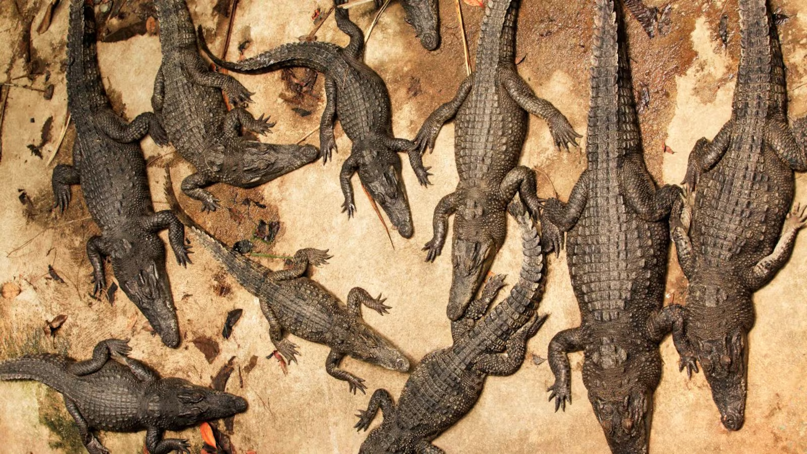 Auction 100 Tonnes of Live Crocodiles