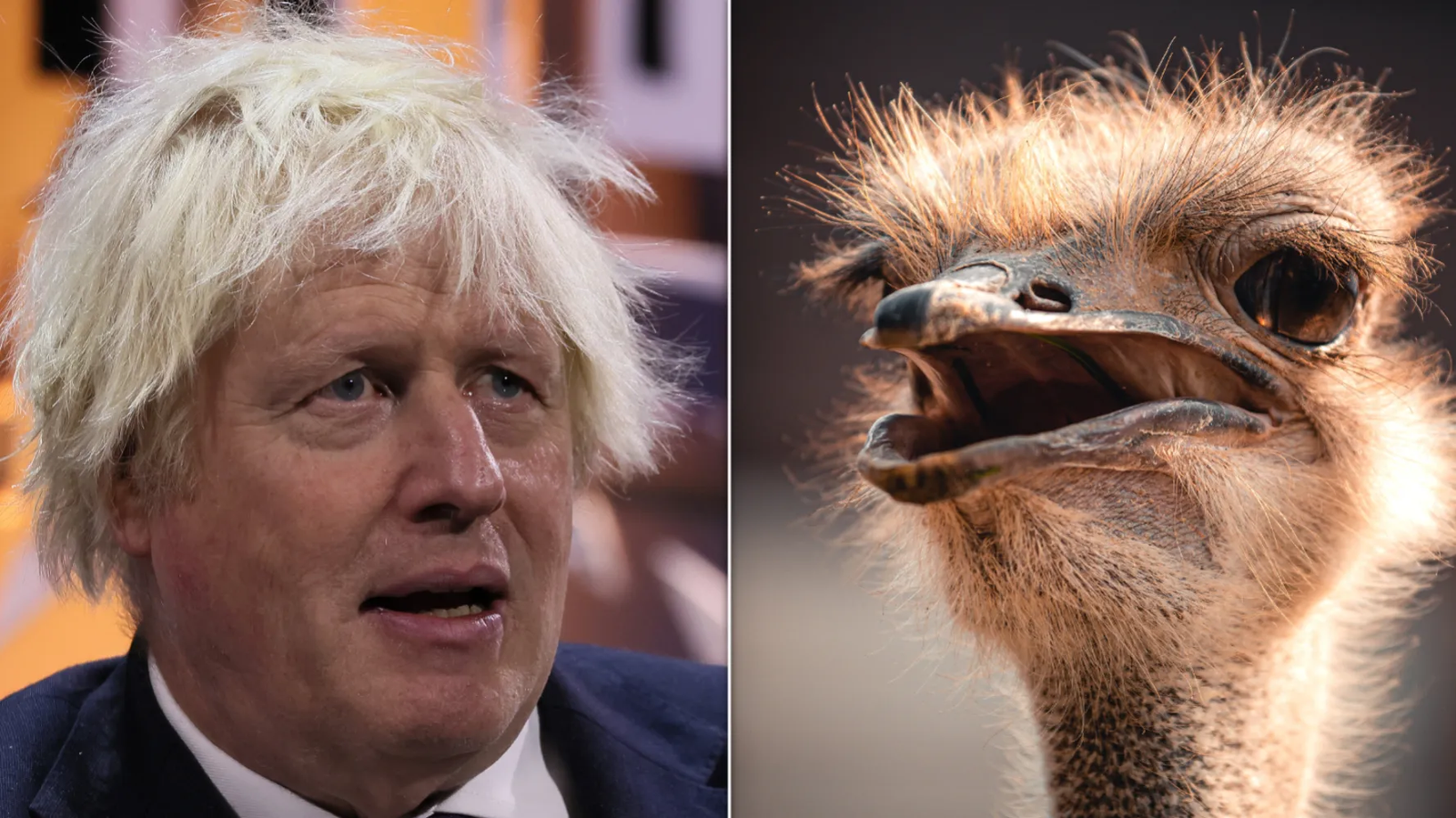 Boris Johnson Bitten by Ostrich