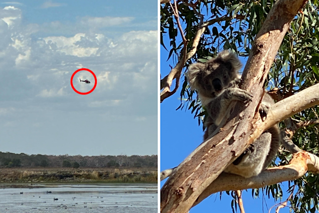 Koalas Shot from Helicopters