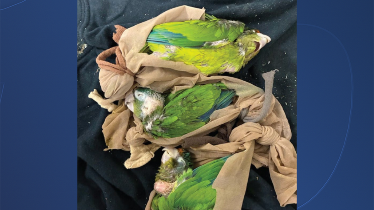 Parrots Found Stuffed Into His Boots