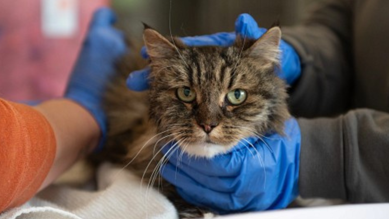 Cat Miraculously Survives 380-ft Fall