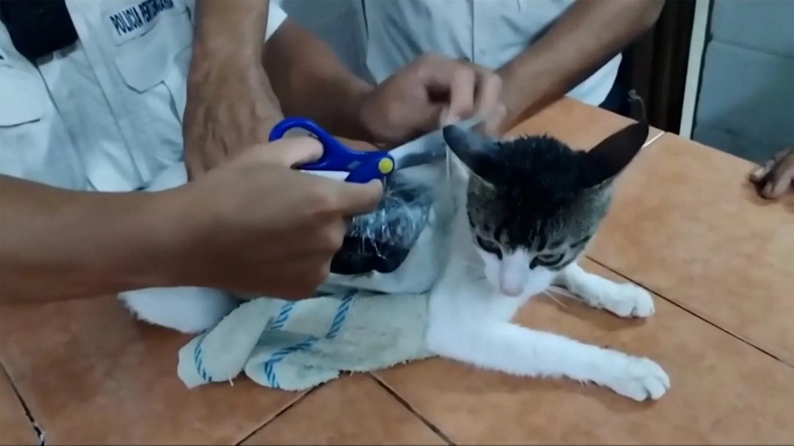 Cat Found Smuggling Drugs