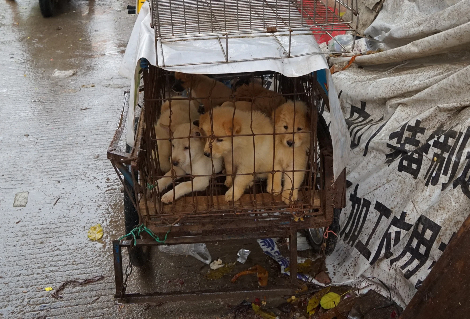 Adopts Stray Dogs To Kill And Eat Them