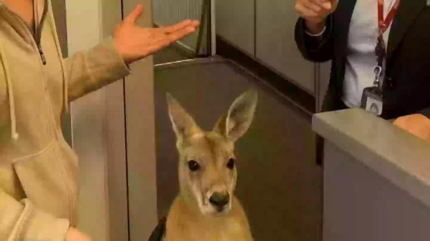 Kangaroo Patiently Waiting With Boarding Pass