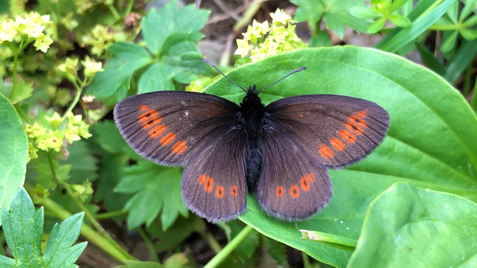 Mountain Ringlet