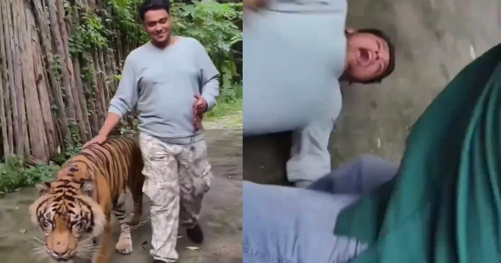 Tiger Mauls Tourist