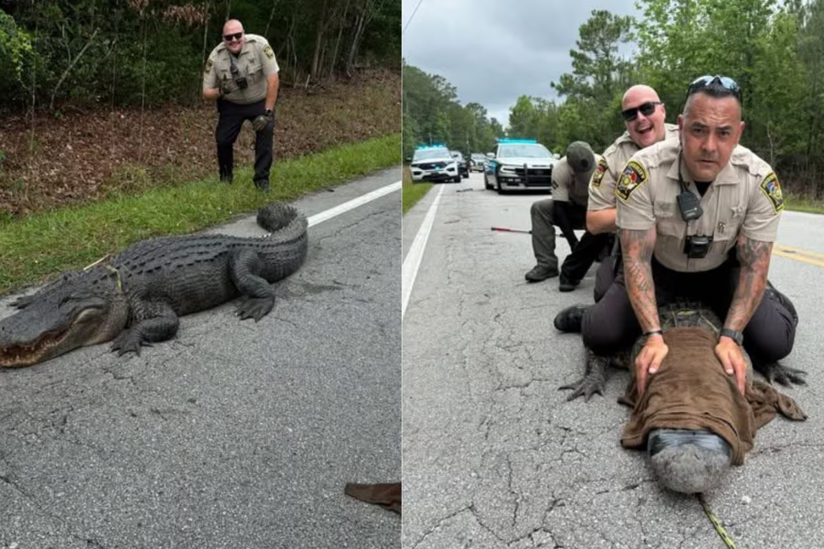 Being Dinosaur Without Proper Papers