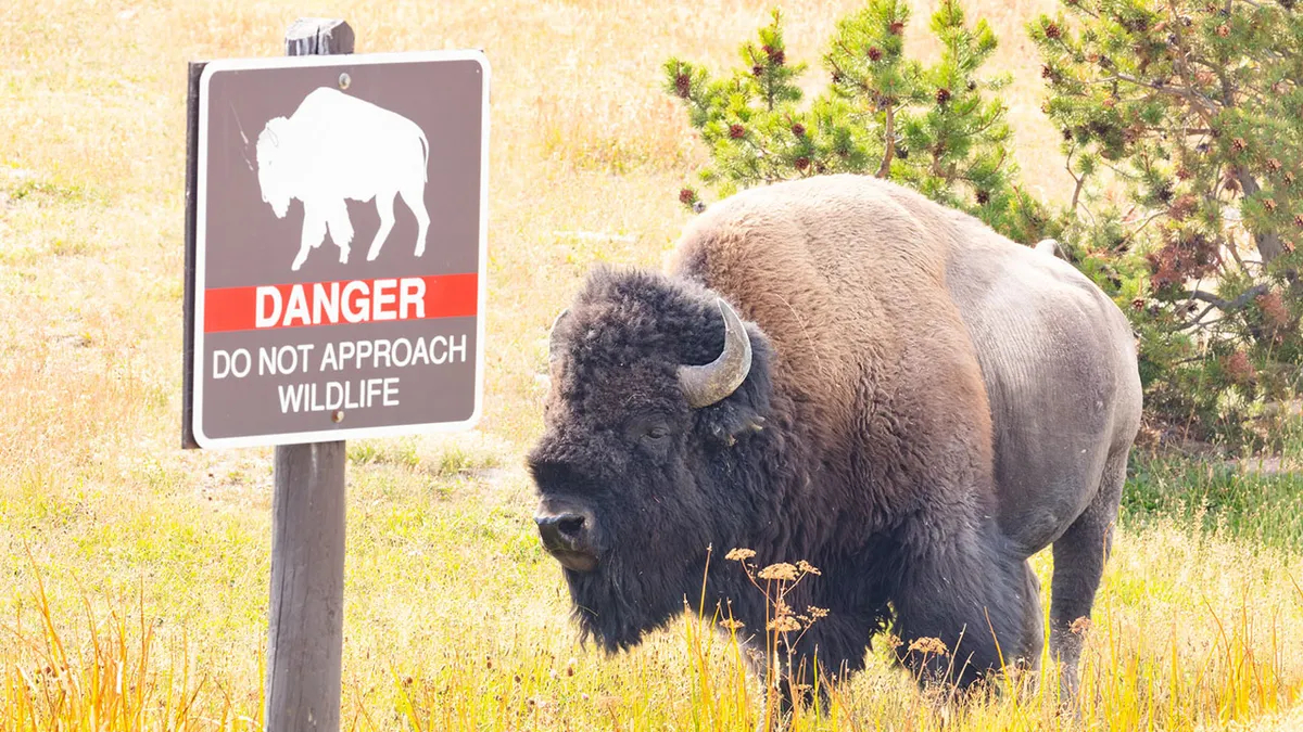 Tourist Gored by a Bison