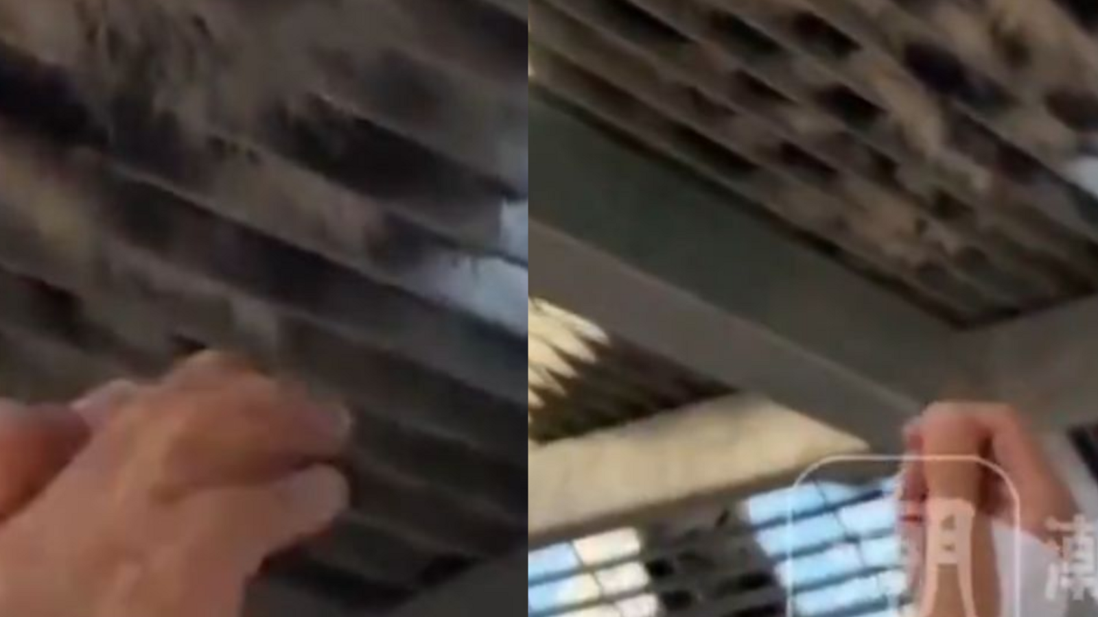 Pulls Hair from Resting Tiger