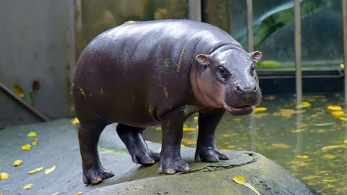 Last Wish to Meet Moo Deng