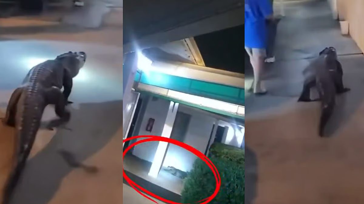 Alligator Seen Roaming Outside Motel