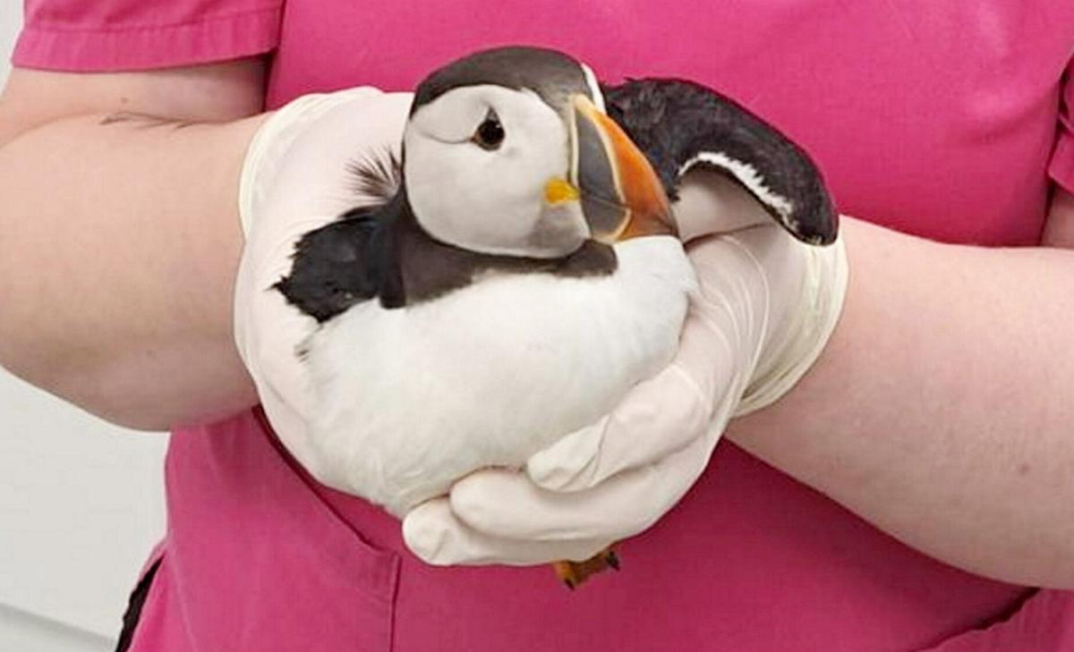 Puffin Blown 110 Miles