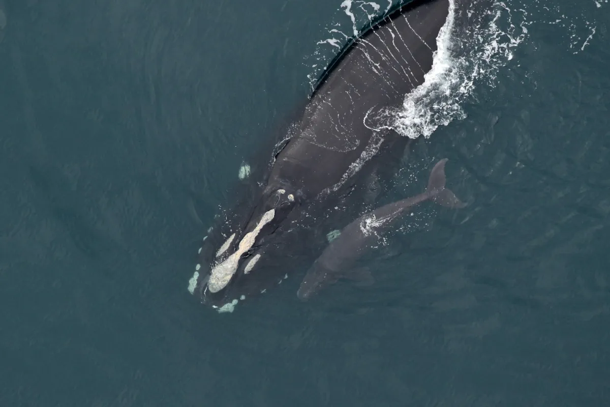 Whale Calf Struck by Speedboat