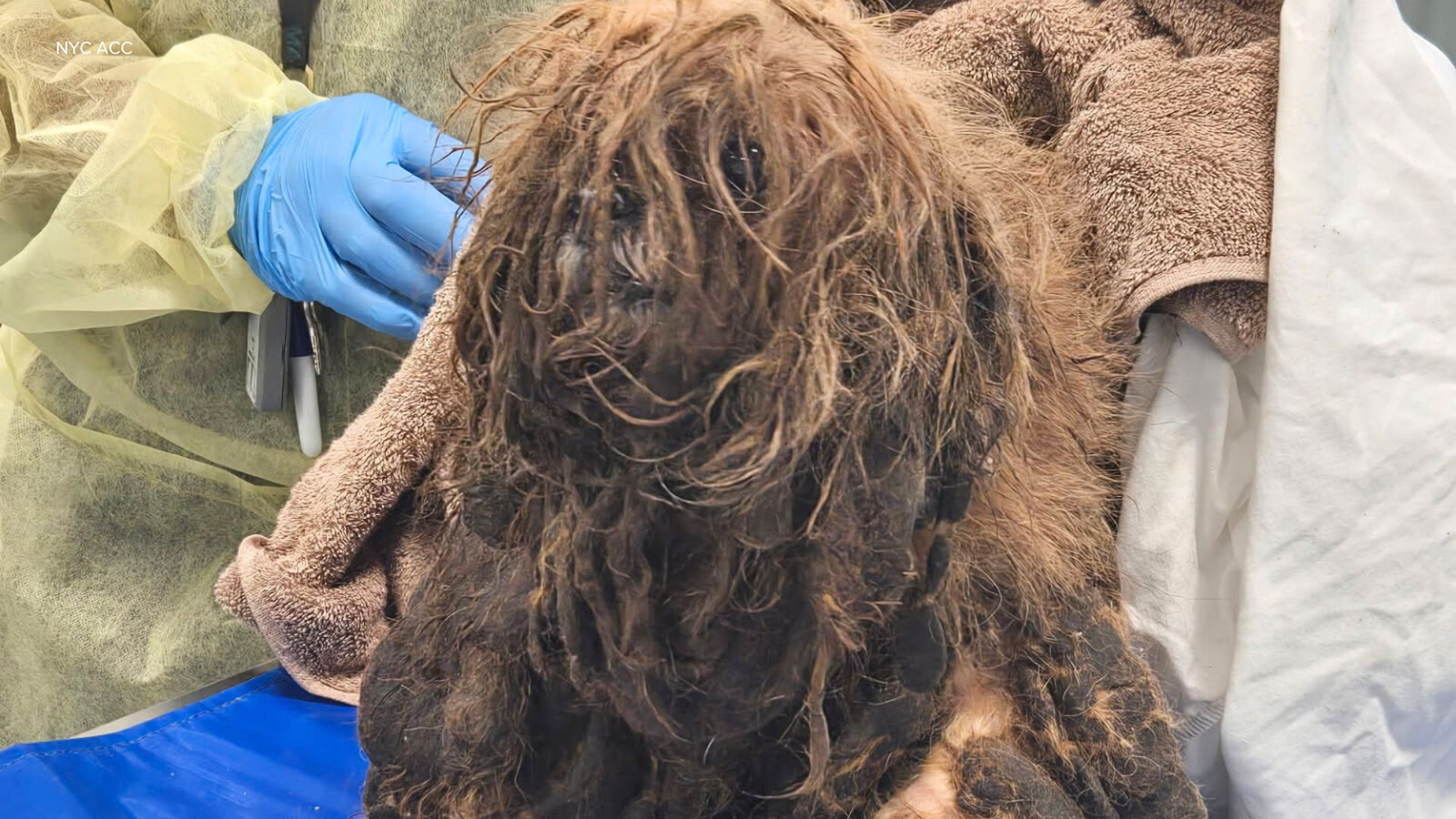 Woman Found Dead with Over 80 Neglected Dogs