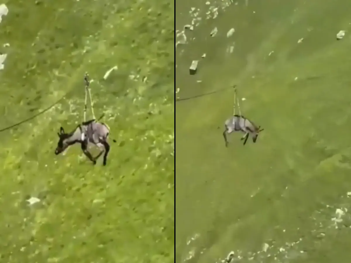 Donkey Harnessed and Sent Down Zipline