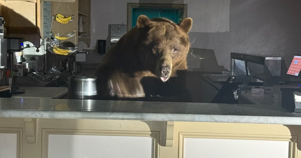 Ice Cream Shop at Camp Richardson