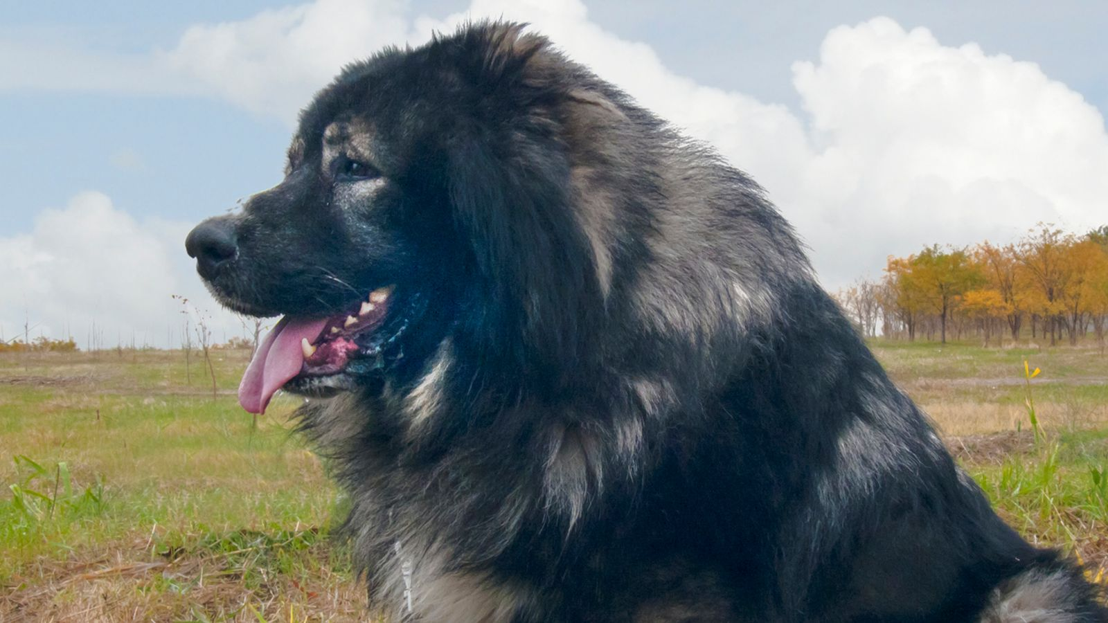 Dog Attacks in Leicestershire