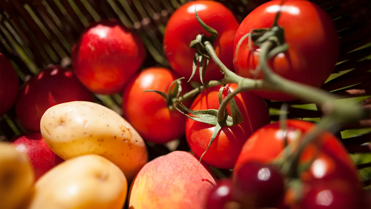 Tomato is Mother of Potato