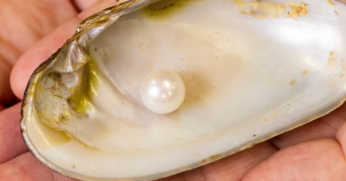 Abernethy Pearl