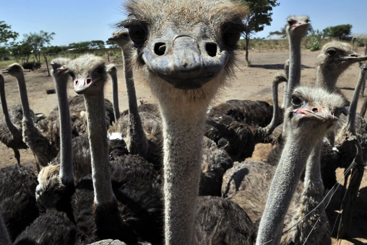 Ostriches