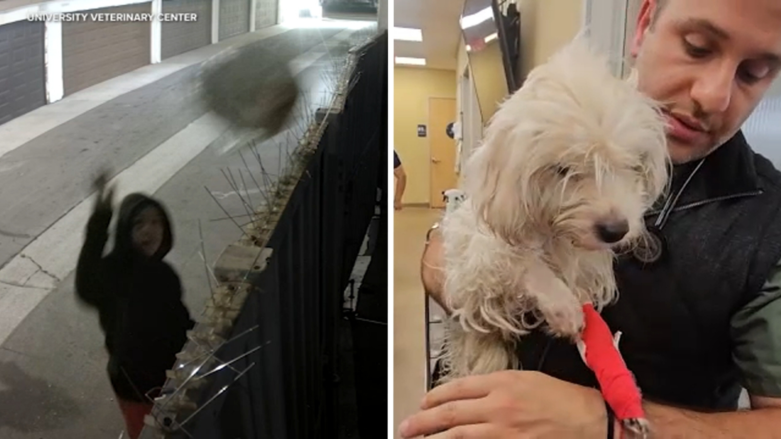 Tyler Nashae Thompson