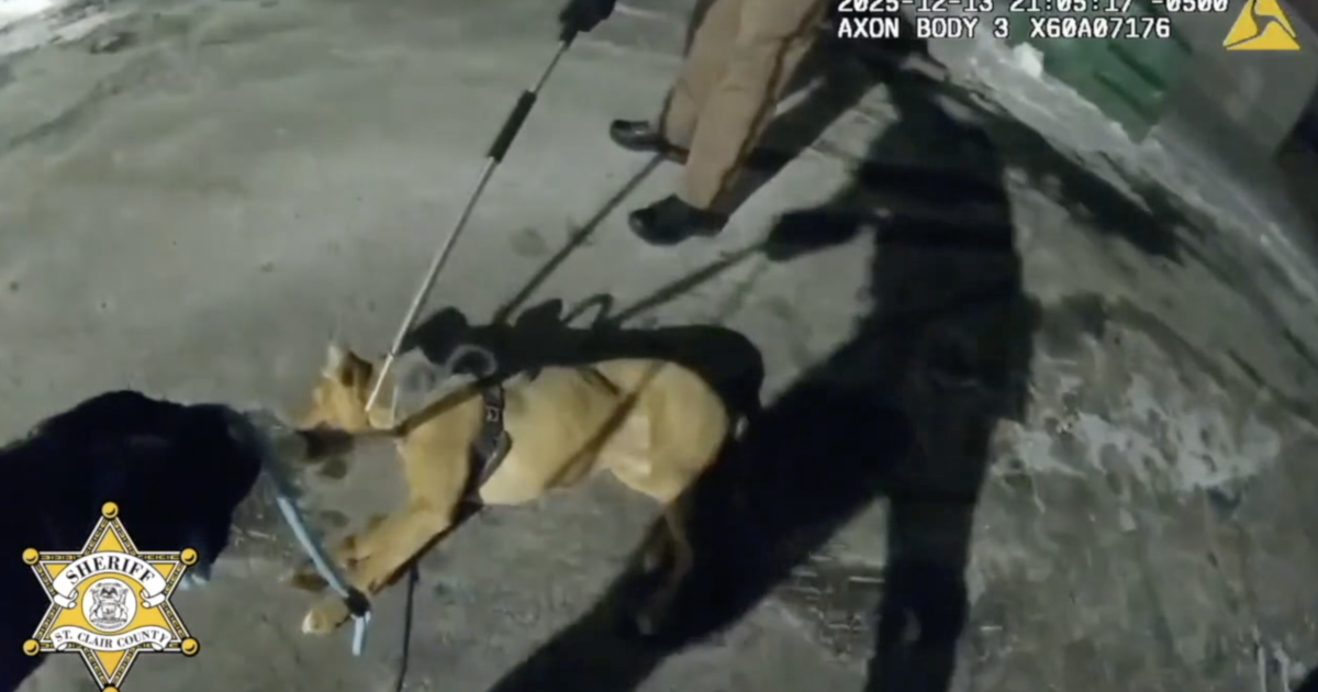 Deputies Shoot and Kill Stray Dog