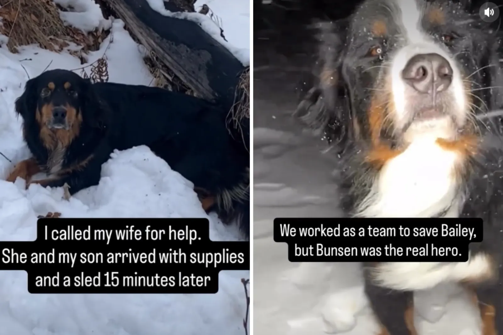 Bernese Mountain Dog