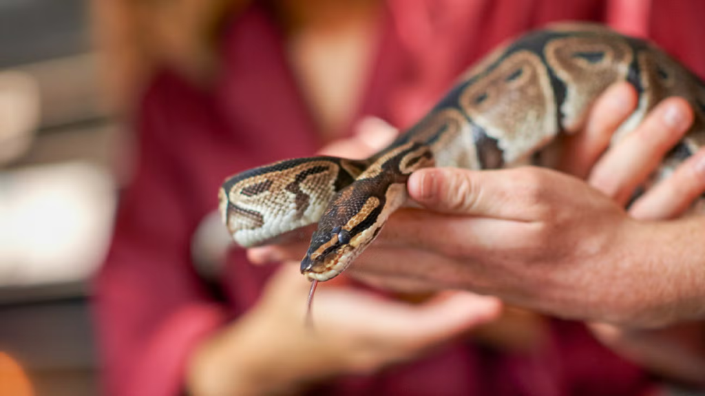 Hand-Feeding Ill Pet Snake