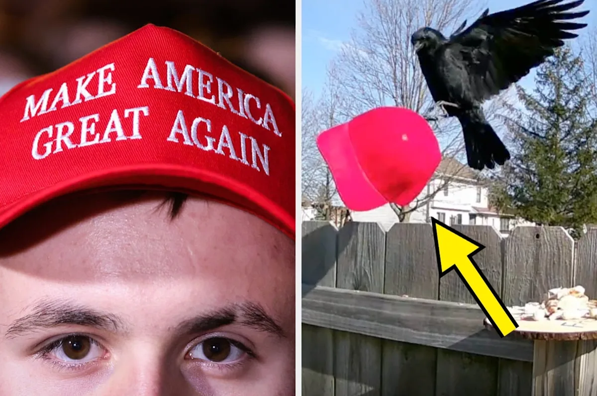 Training Crows to Attack People Wearing MAGA