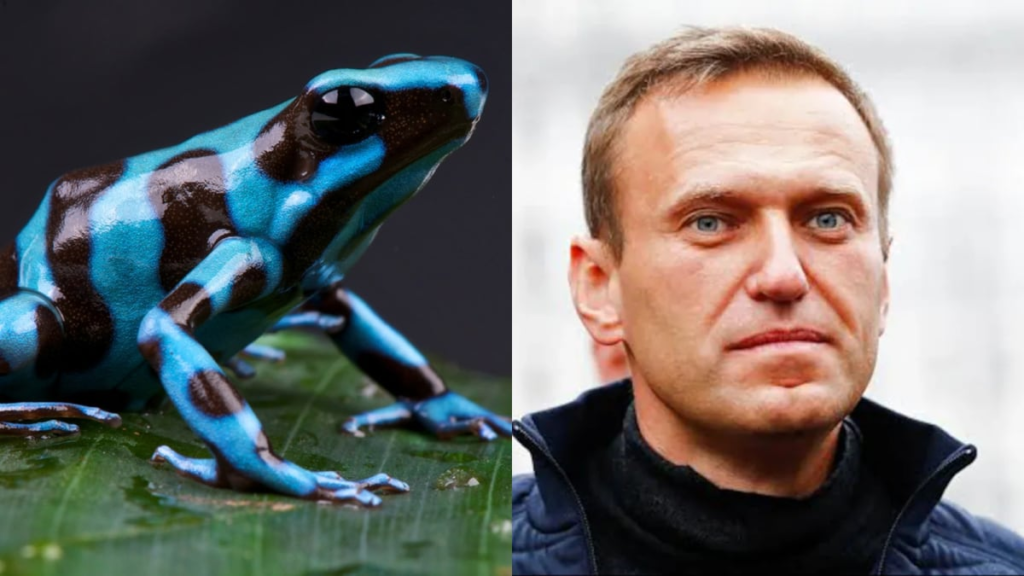 Dart Frog