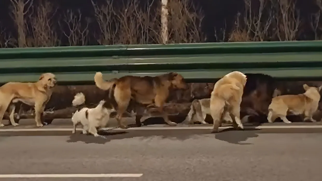 Stolen Village Dogs Escape Meat Truck