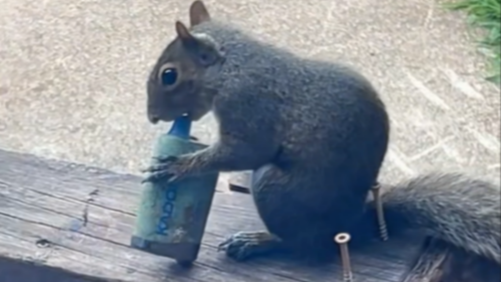 Squirrel Found Vaping