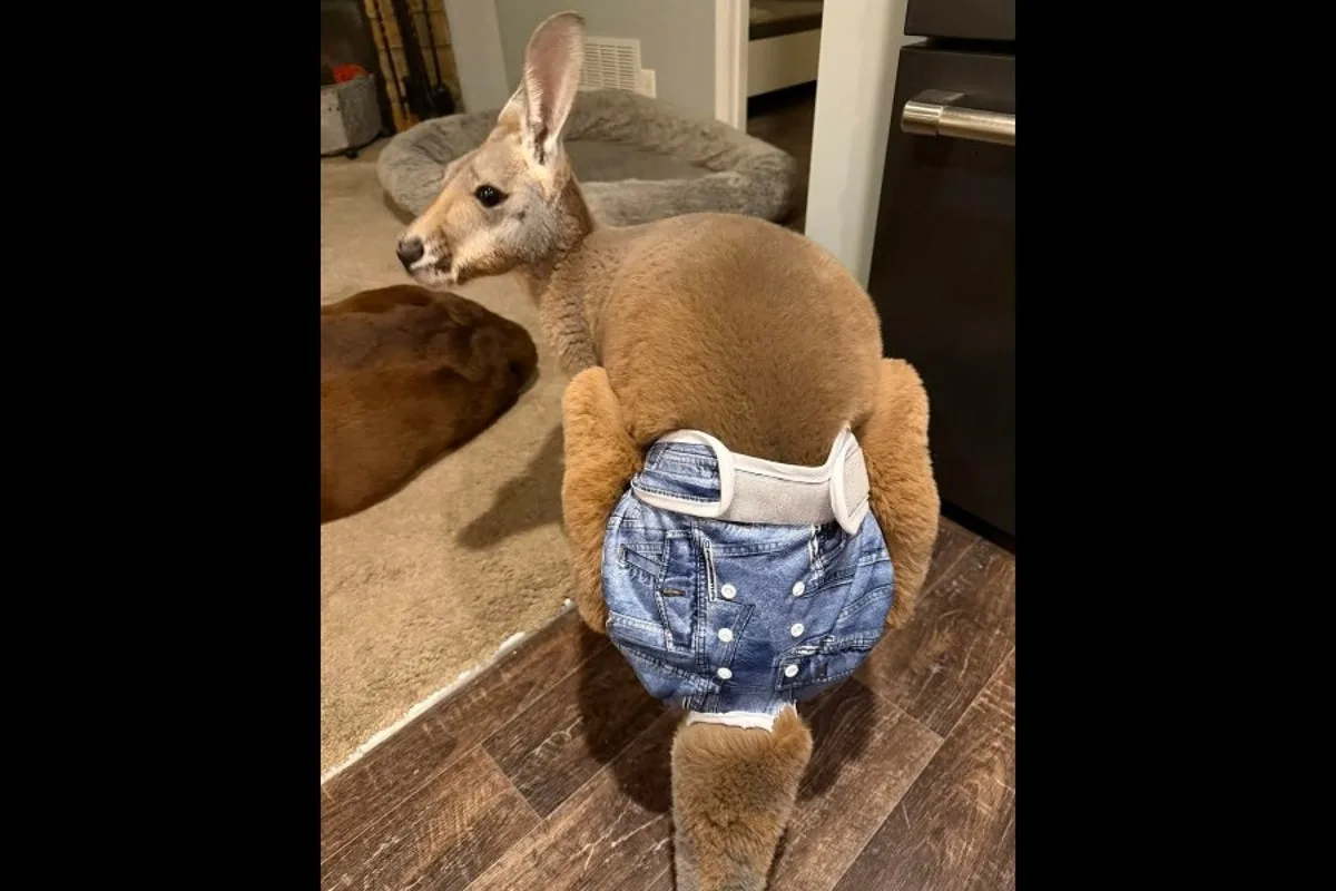 Kangaroo
