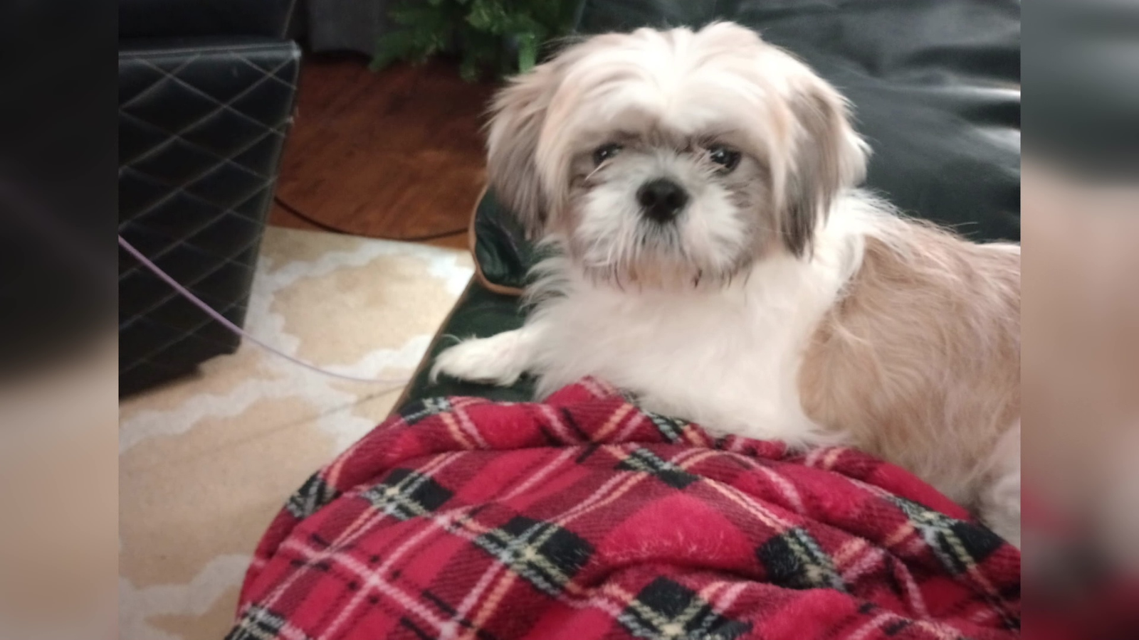 Happy Tails Grooming Salon