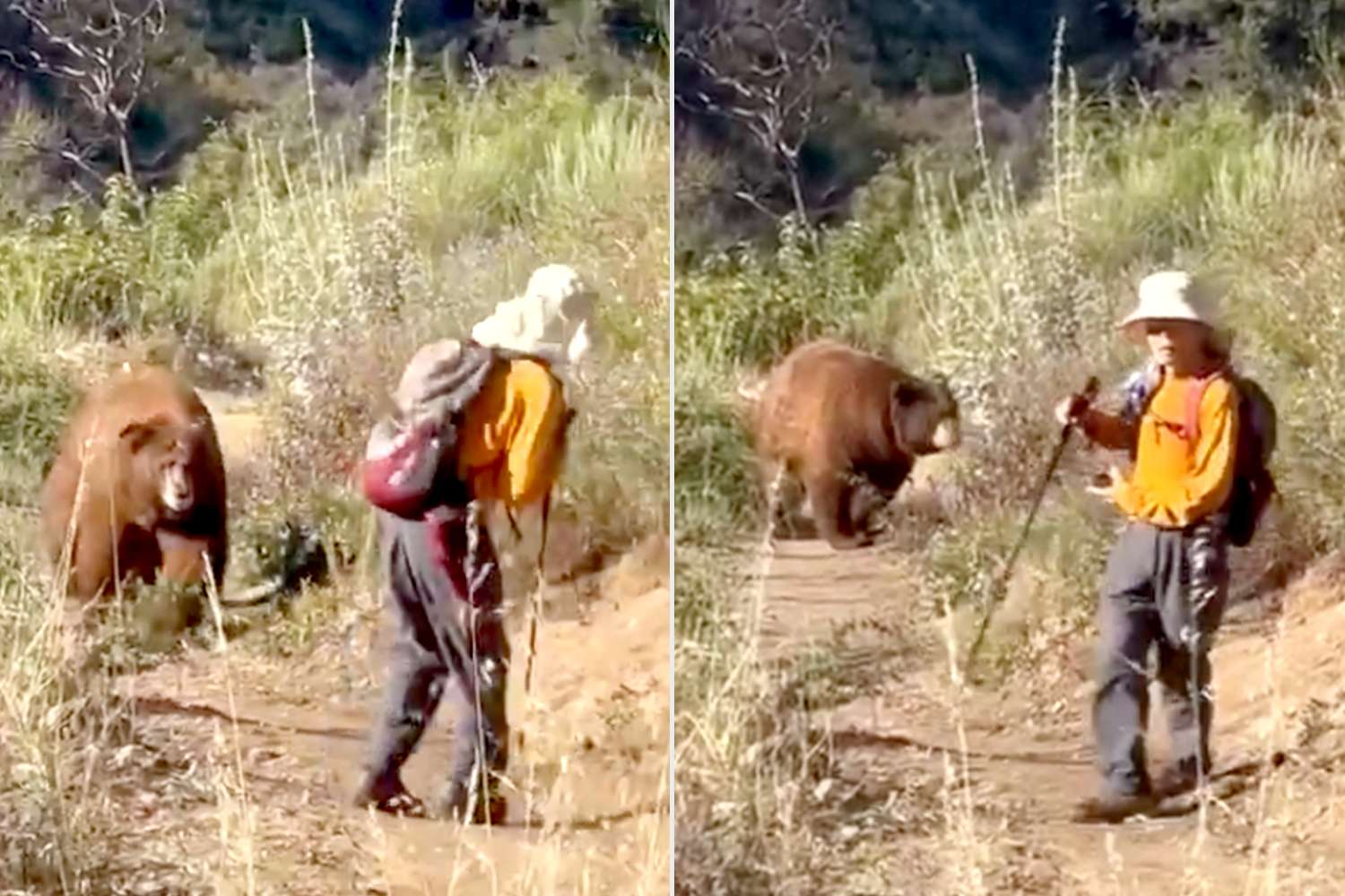 Bear Charges Hiker