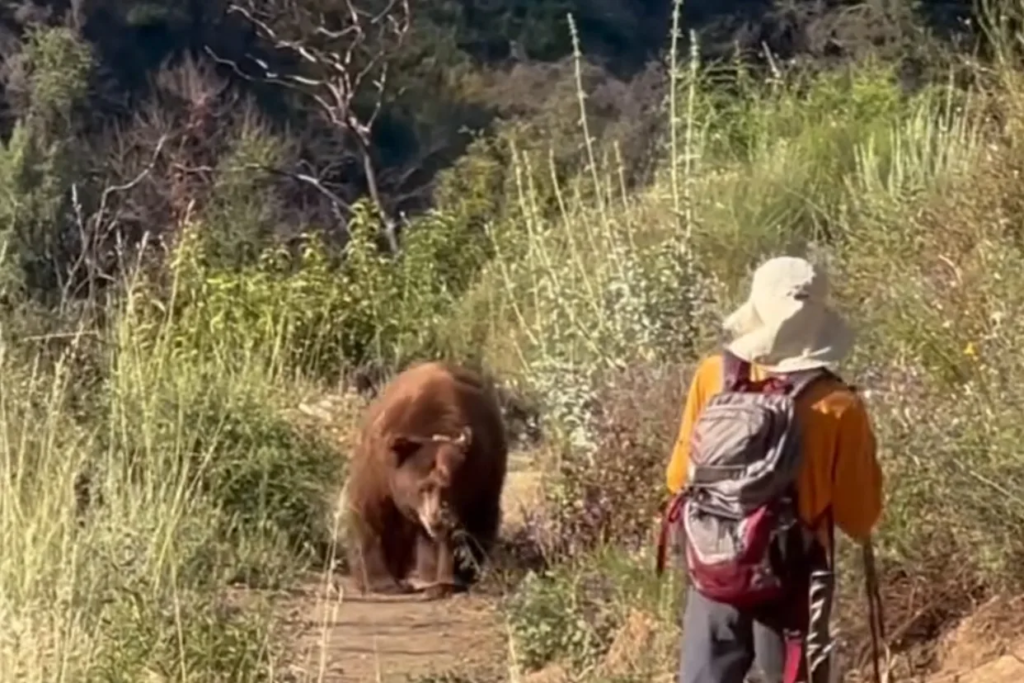 Bear Charges Hiker