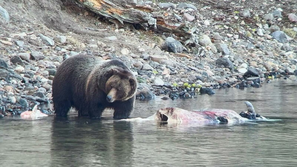 Yellowstone 