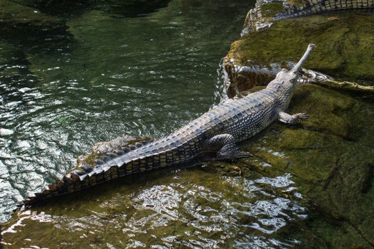 Bronx Zoo