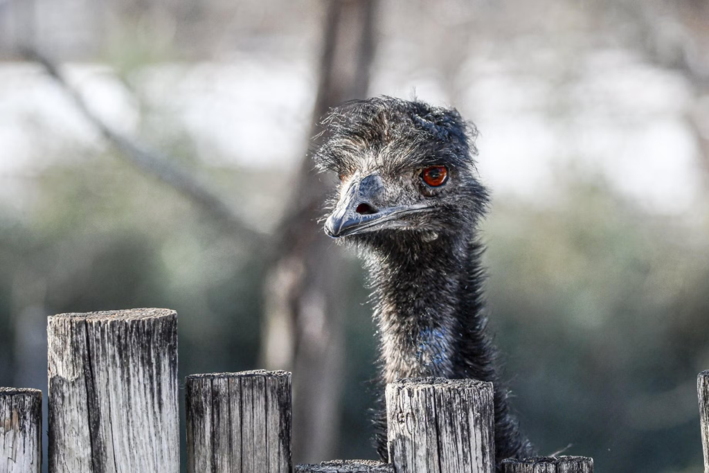 Dickerson Park Zoo